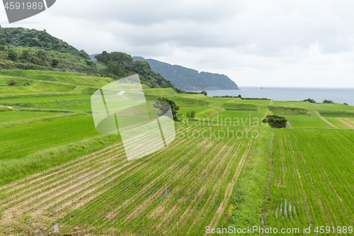 Image of Paddy rice field