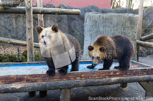 Image of Bear in zoo park