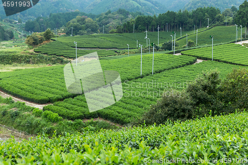 Image of Tea plantation landscape