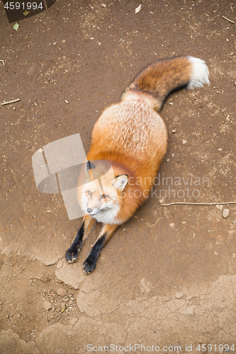 Image of Lovely fox sitting outside