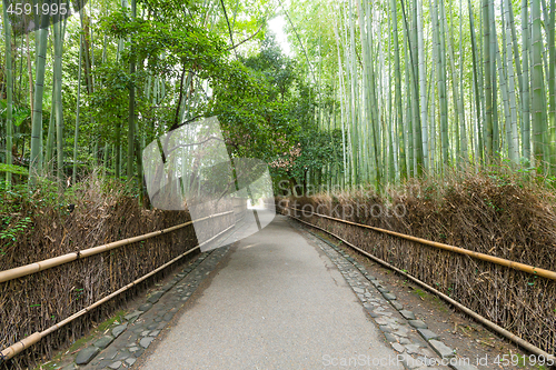 Image of Bamboo forest