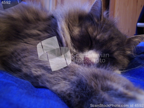 Image of Cat