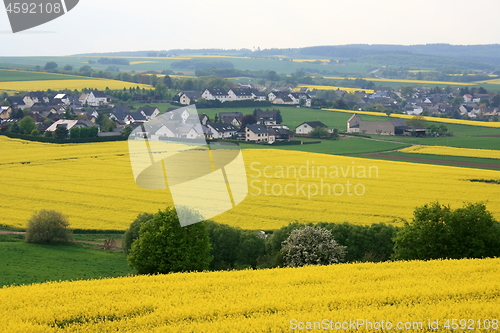 Image of  canola field 