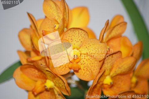 Image of yellow orchids bloom 