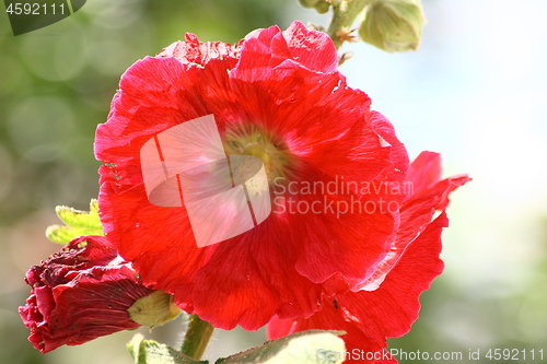 Image of hollyhock (Alcea rosea) 