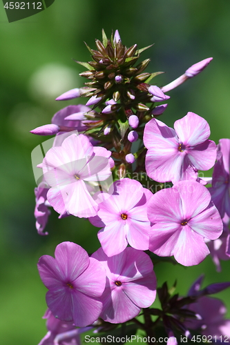 Image of Phlox (Phlox) 