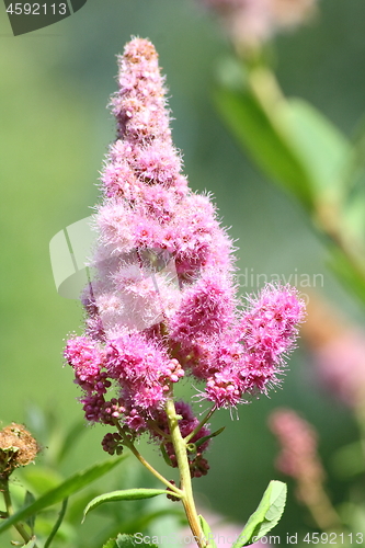 Image of pink flowering shrub