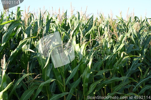 Image of corn field