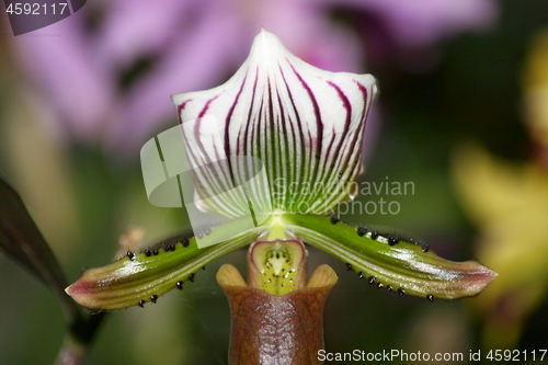 Image of orchids bloom 