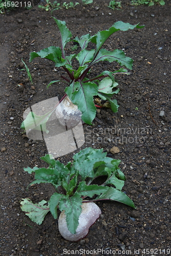 Image of Beetroot, red beet (Beta vulgaris subsp. Vulgaris) 