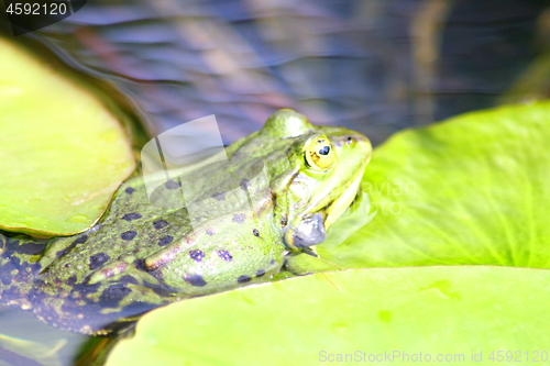 Image of frog 