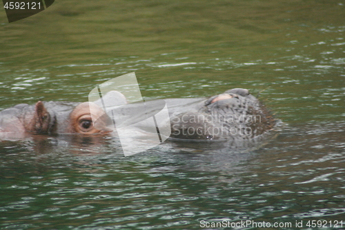 Image of hippopotamus