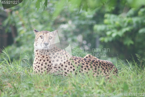 Image of cheetah