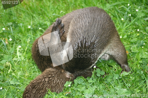 Image of Otter