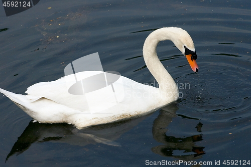 Image of Mute Swan (Cygnus olor)