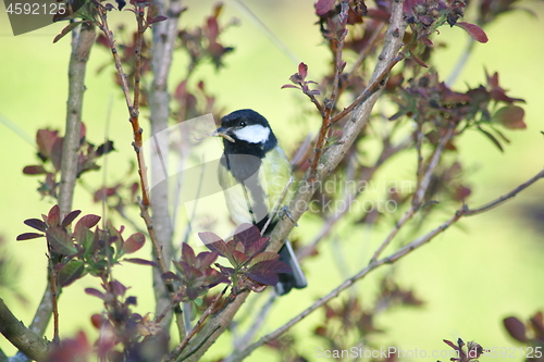 Image of Great Tit (Parus major)