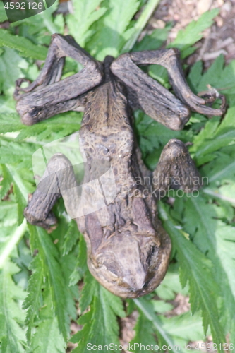 Image of dead frog 