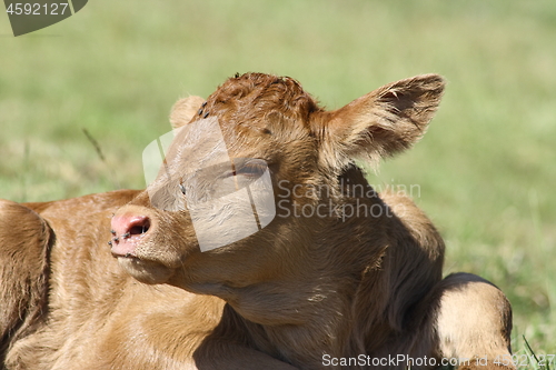 Image of brown calf 