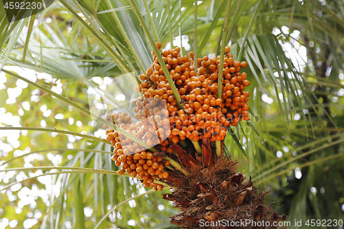 Image of Palm tree with bright orange fruits