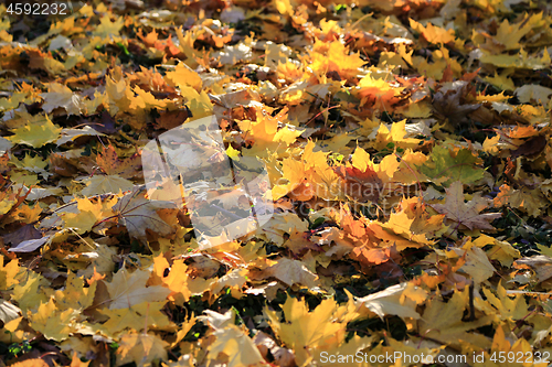 Image of Beautiful golden autumn leaves in the rays of the evening sun