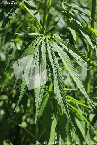 Image of Green fresh foliage of cannabis plant (hemp, marijuana)