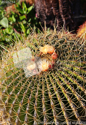 Image of Large cactus with beautiful yellow flowers