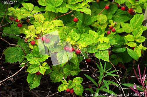 Image of Raspberry bush with bright ripe berries