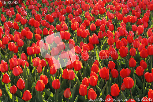 Image of Beautiful red tulips glowing on sunlight