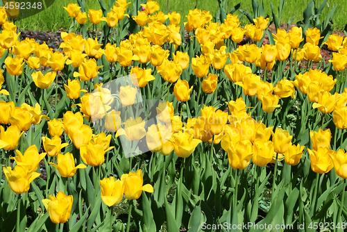 Image of Beautiful yellow tulips