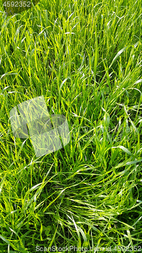 Image of Fresh green grass close-up