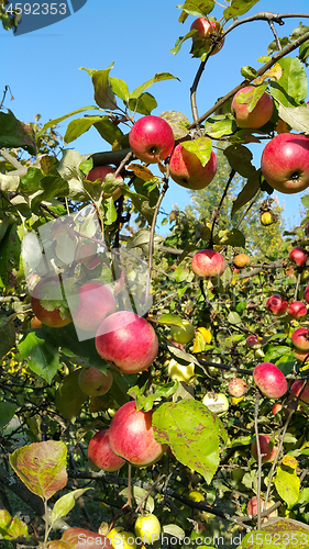 Image of Branches of an apple-tree with ripe red apples