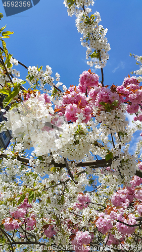 Image of Pink and white flowers of spring cherry trees against the blue s