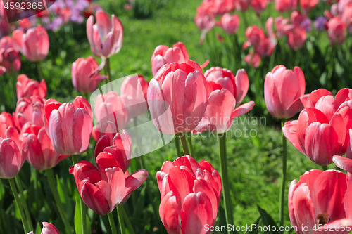 Image of Beautiful bright pink tulips