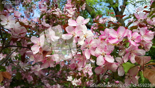 Image of Branches of spring apple tree with beautiful pink flowers