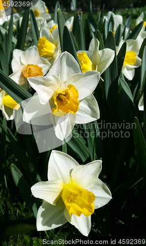 Image of Beautiful white and yellow flowers of spring Narcissus