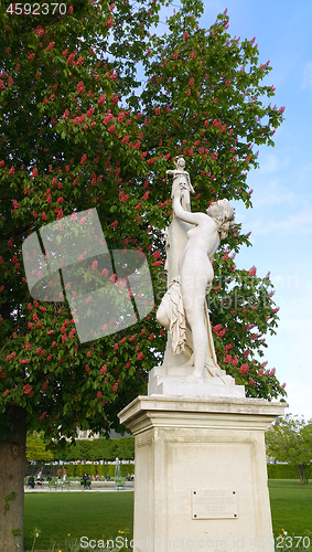 Image of Decoration of Tuileries garden in Paris