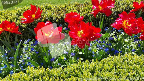 Image of Beautiful Tulips and Forget Me Not flowers