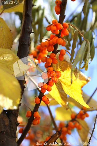 Image of Branches of sea buckthorn