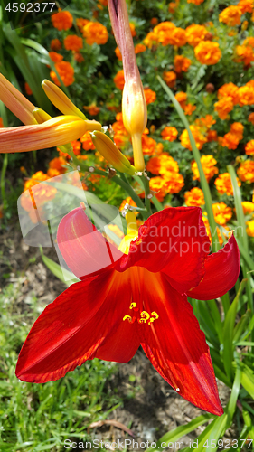 Image of Beautiful bright lilies on a sunny day