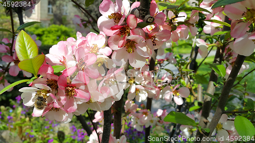 Image of Beautiful pink flowers of spring blooming tree