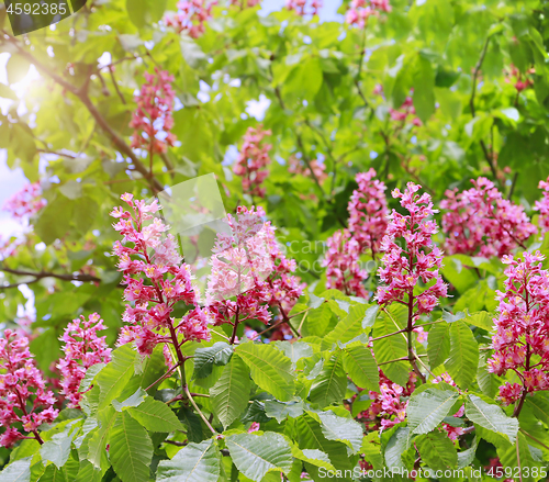 Image of Branches of the red blooming horse-chestnuts