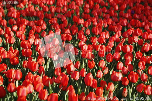 Image of Beautiful red tulips