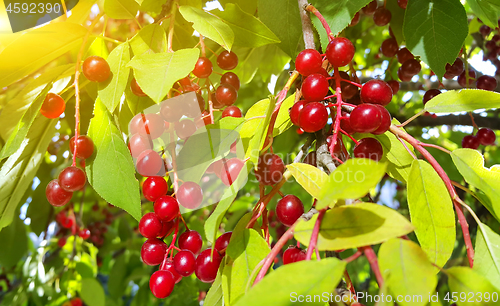 Image of Bright berries of bird cherry