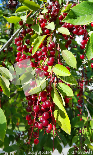 Image of Branches of bird cherry with berries 