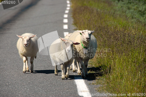 Image of Sheep on Norwegian road