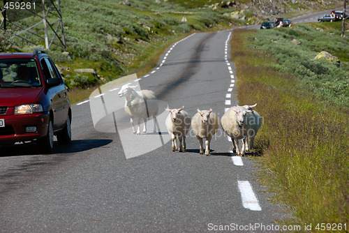 Image of Sheep on Norwegian road