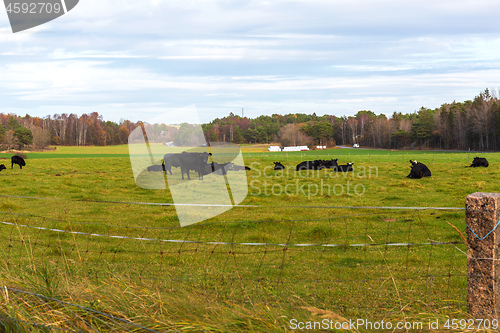 Image of Cattle at Field