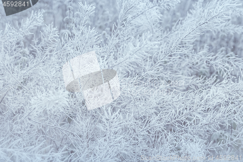 Image of Abstract Blurred Winter Frozen Grass Background