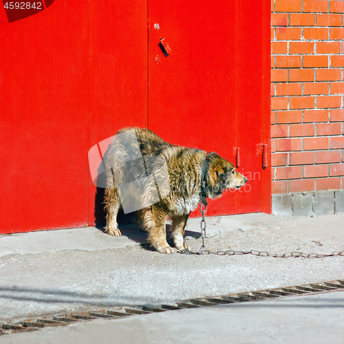 Image of Shaggy Dog Guards The Entrance To Building