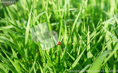 Image of Ladybug In The Fresh Grass Among Dew Drops